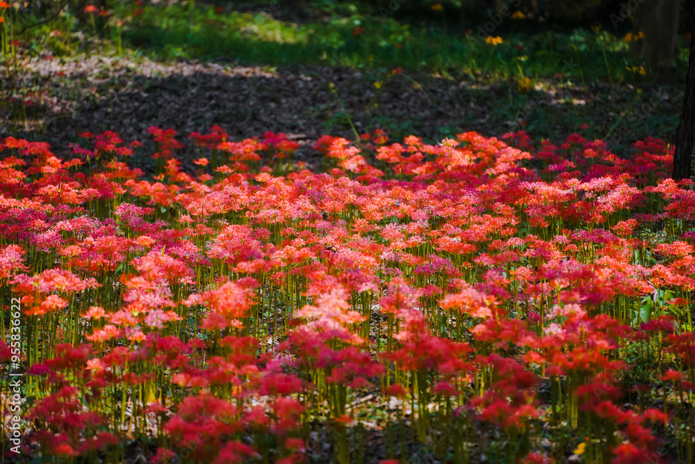 Colorful garlic in the park