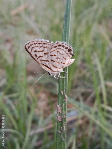 tarucus nara or the striped Pierrot on the grass in the garden.tarucus nara body pattern photo