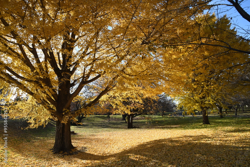 Naklejka premium 黄色く色づいたイチョウ
