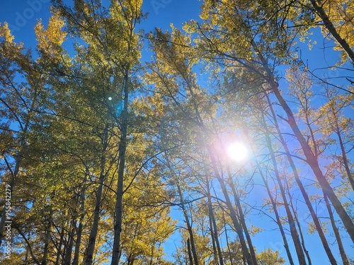 trees in the autumn