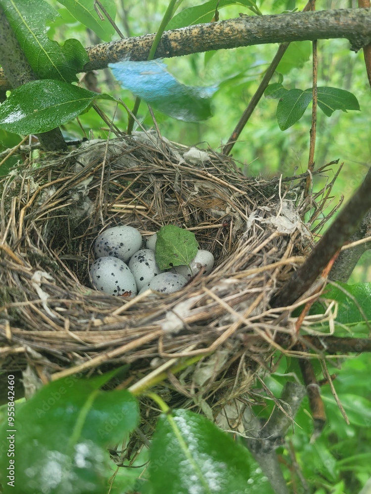 bird nest with eggs bird nest with eggs