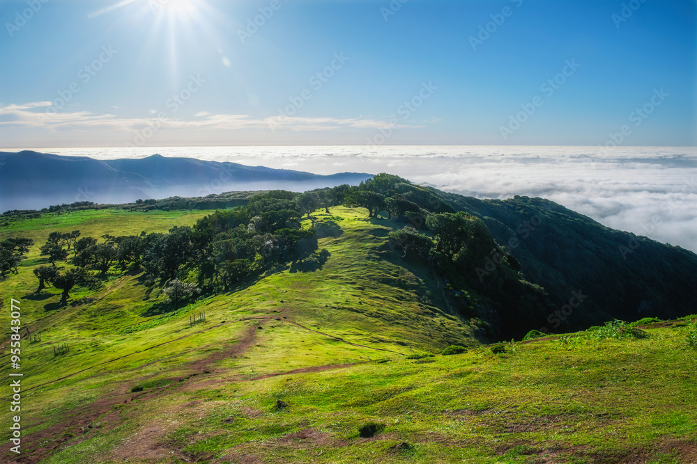 Obraz premium Aerial view of idyllic scenic Fanal Laurisilva forest with centuries-old til trees above clouds. Madeira island, Portugal
