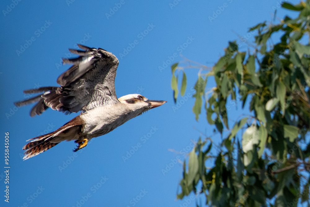 Laughing Kookaburra Flying in Flight Laughing Kookaburra Flying in Flight
