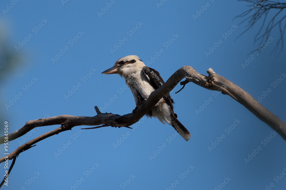 Laughing Kookaburra Laughing Kookaburra