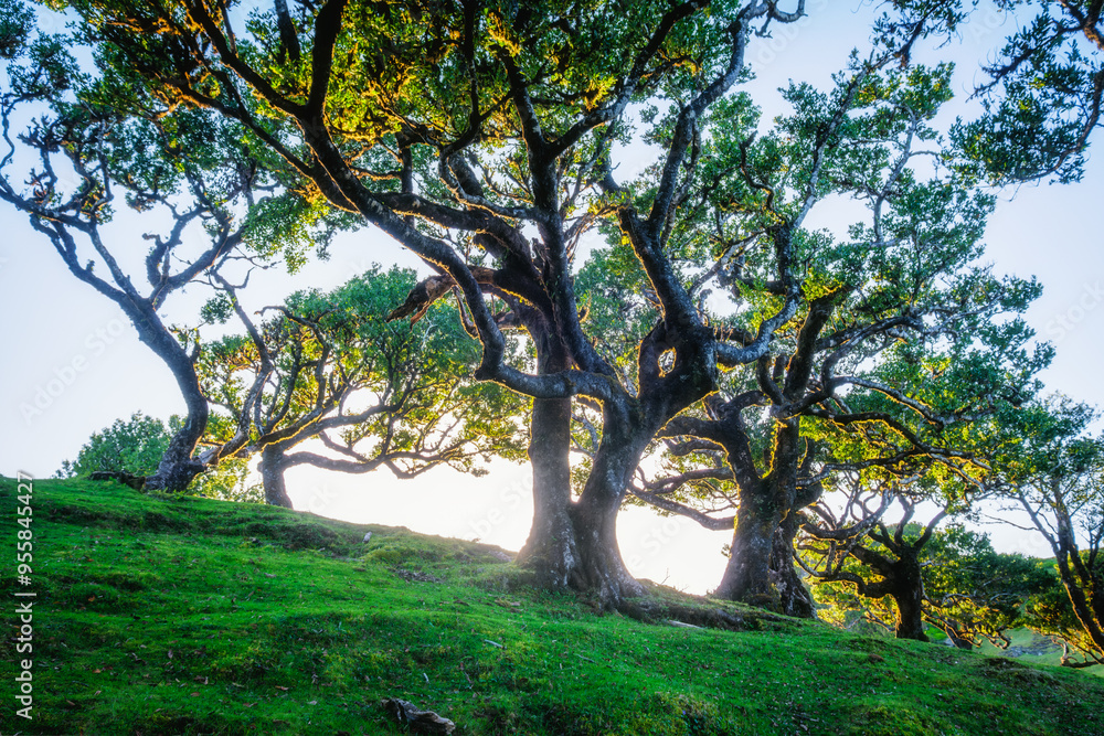 Centuries-old til trees in fantastic magical idyllic Fanal Laurisilva forest on sunrise. Madeira island, Portugal Centuries-old til trees in fantastic magical idyllic Fanal Laurisilva forest on sunrise. Madeira island, Portugal