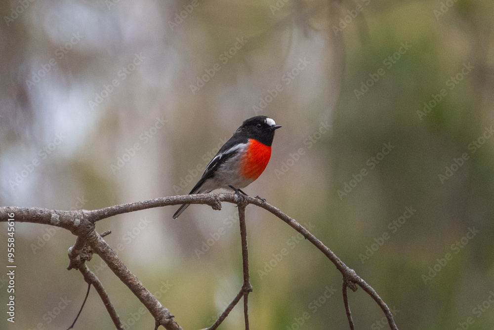 Scarlet Red Breasted Robin Scarlet Red Breasted Robin