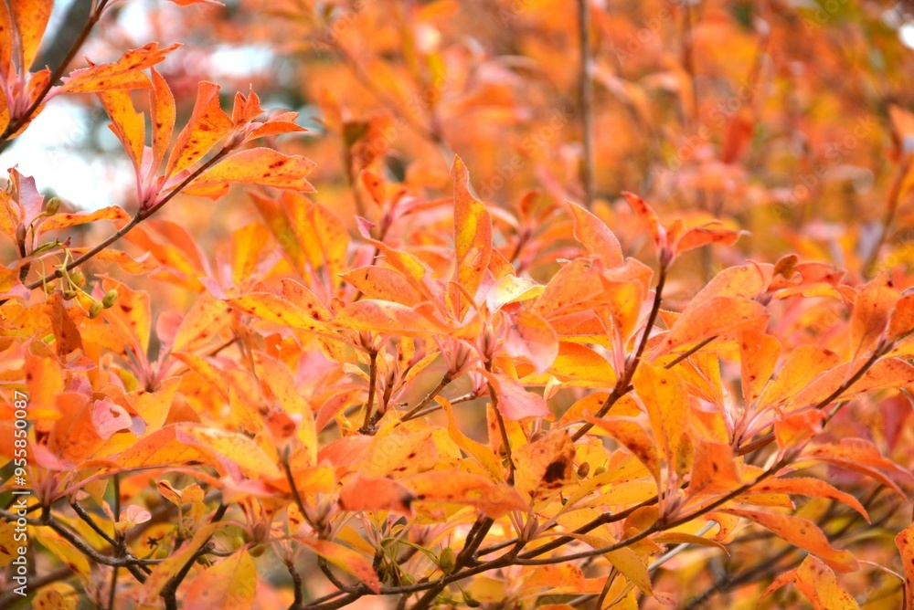 オレンジに染まる紅葉
