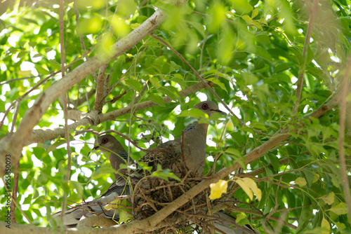 庭の木で鳩の巣作り