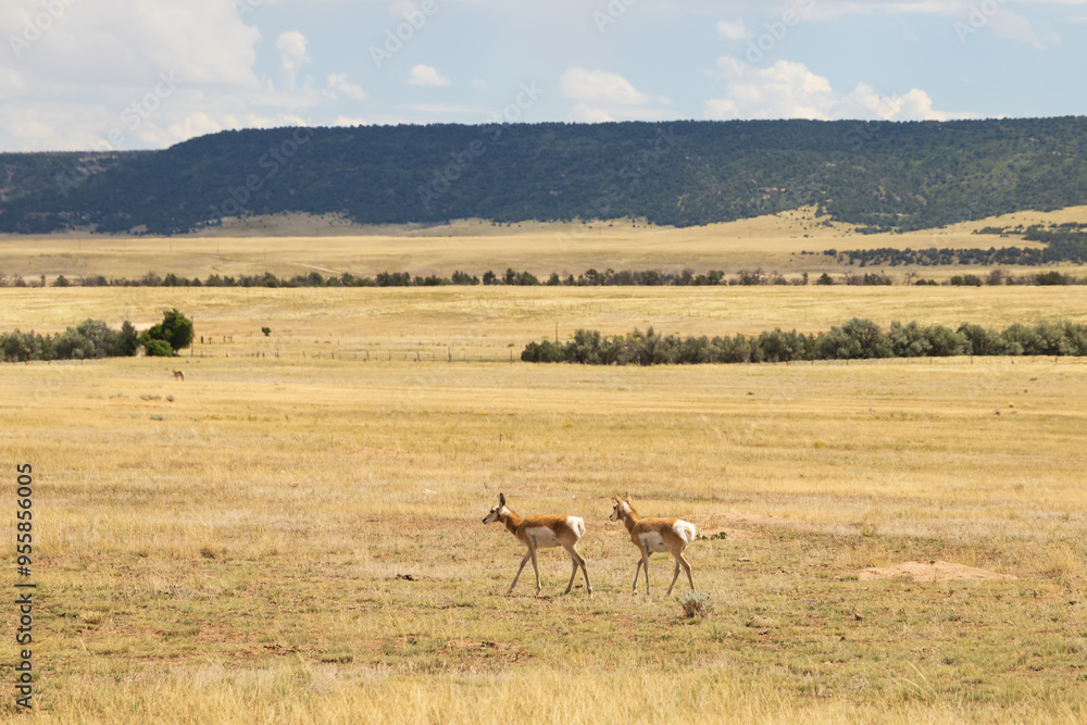Naklejka premium Pronghorn in the wild 