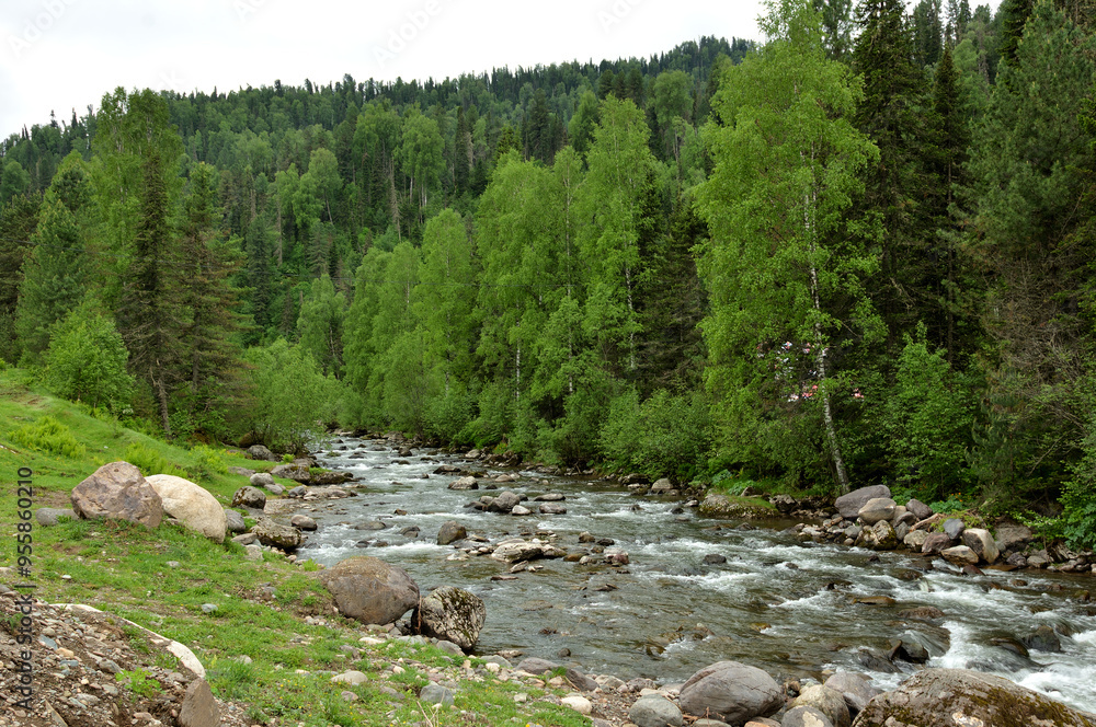 A stormy river flows down from the mountains through a dense summer forest after rain on a cloudy day. A stormy river flows down from the mountains through a dense summer forest after rain on a cloudy day.