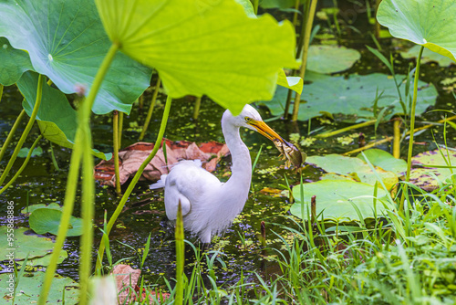 An egret is hunting two crucian carps on pond with lotus leaves besides Bukhan River of Dumulmeori in summer near Yangpyeong-gun, South Korea photo