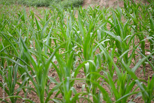 Corn seedlings growing in the farmland