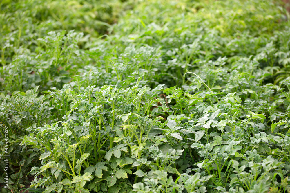 thriving potato seedlings thriving potato seedlings