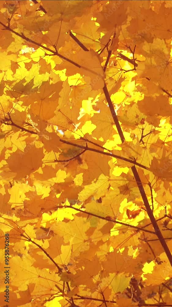 Vertical video of a beautiful golden autumn leaves sway in a sunlight. Autumn background Vertical video of a beautiful golden autumn leaves sway in a sunlight. Autumn background