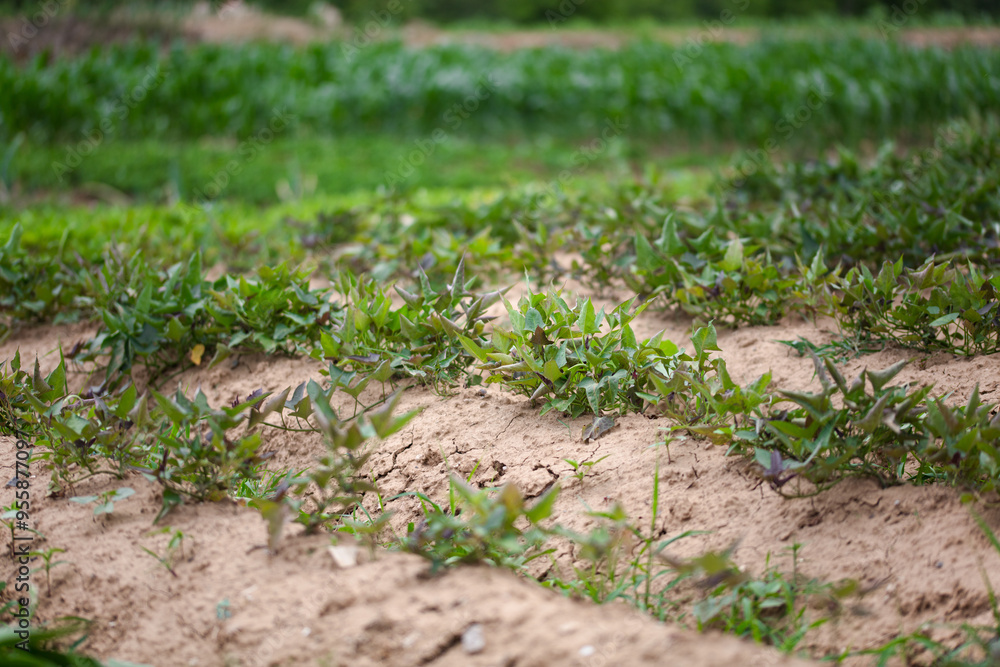 Sweet potato planting in farmland Sweet potato planting in farmland