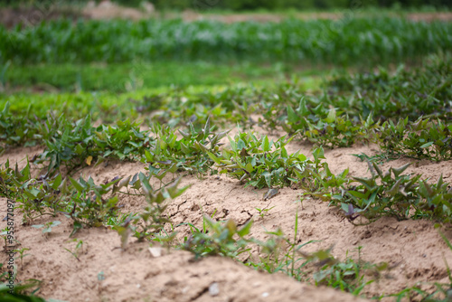 Sweet potato planting in farmland