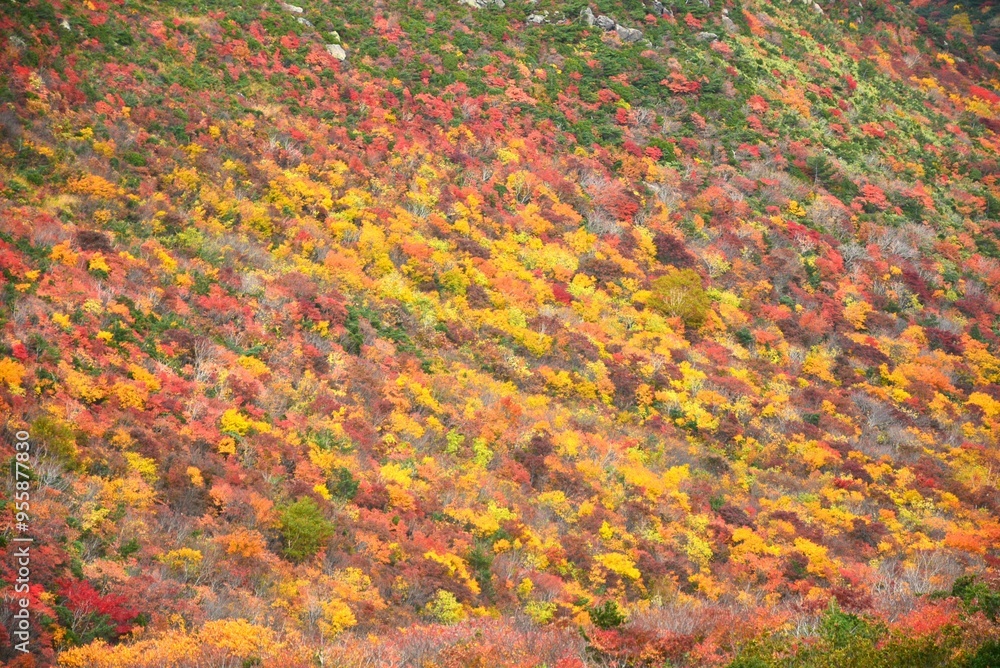 絵画の様な安達太良山の紅葉 絵画の様な安達太良山の紅葉