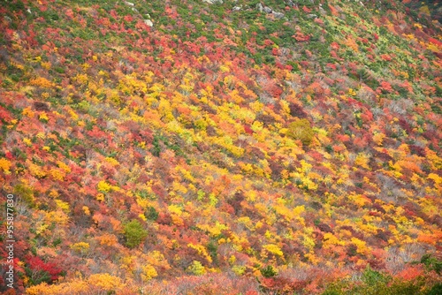 絵画の様な安達太良山の紅葉 photo