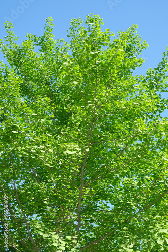 green leaves in the forest