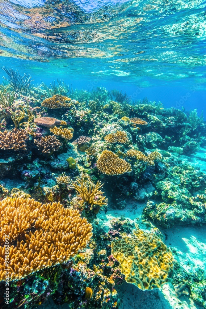 Fototapeta premium Underwater Coral Reef Landscape with Vibrant Colors and Textures
