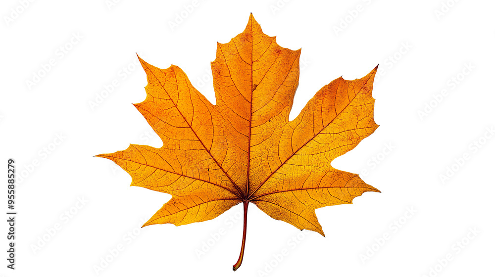 Yellow maple leaf isolated solid white background, detailed, PNG dicut style Yellow maple leaf isolated solid white background, detailed, PNG dicut style