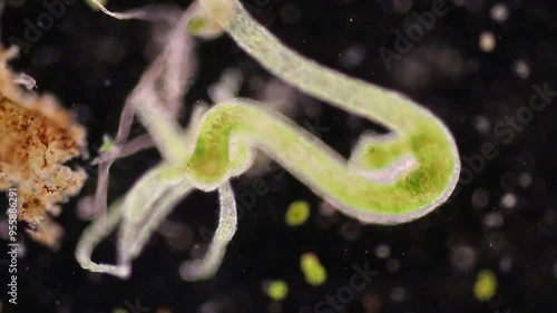 Hydra is a genus of small, fresh-water animals of the phylum Cnidaria and class Hydrozoa under the microscope for education. photo