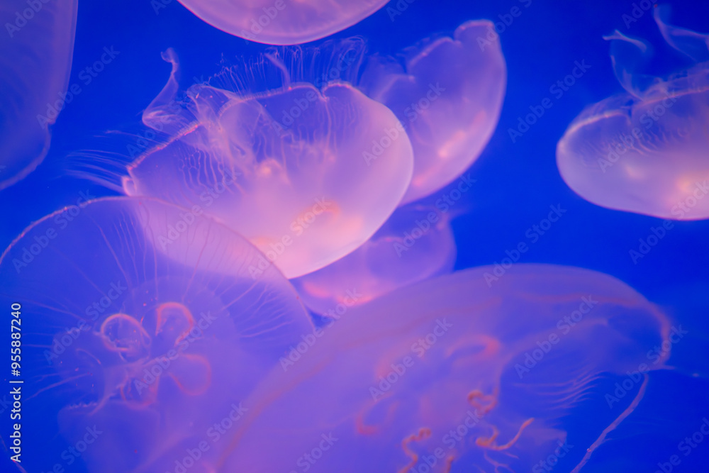 Aurelia (aka the moon jelly, moon jellyfish, common jellyfish, or saucer jelly) floating in water Aurelia (aka the moon jelly, moon jellyfish, common jellyfish, or saucer jelly) floating in water