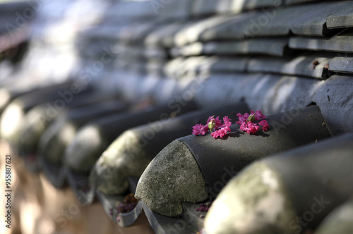 Summer view of fallen pink flower petals of Zinnia elegans on tile roof of a house near Gunsan-si, South Korea photo