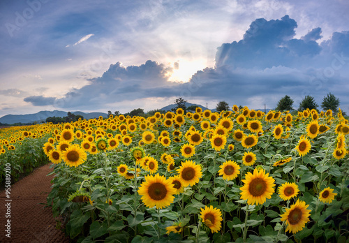 Summer and sunset view of soil trail and sunflower field besides Namcheon Stream near Gyeongju-si, South Korea photo