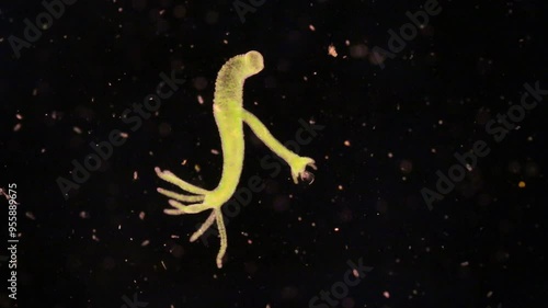 Hydra is a genus of small, fresh-water animals of the phylum Cnidaria and class Hydrozoa under the microscope for education.