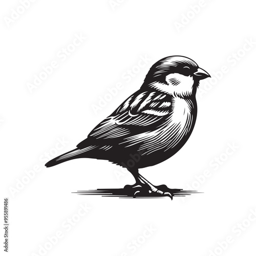 black and white bird