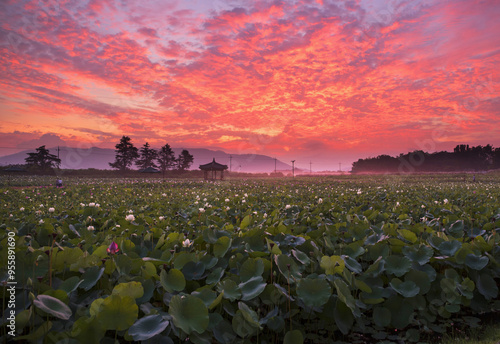 Summer and dawn view of white and pink lotus flowers on Donggung Palace and Wolji Pond against red glow in the sky near Gyeongju-si, South Korea photo