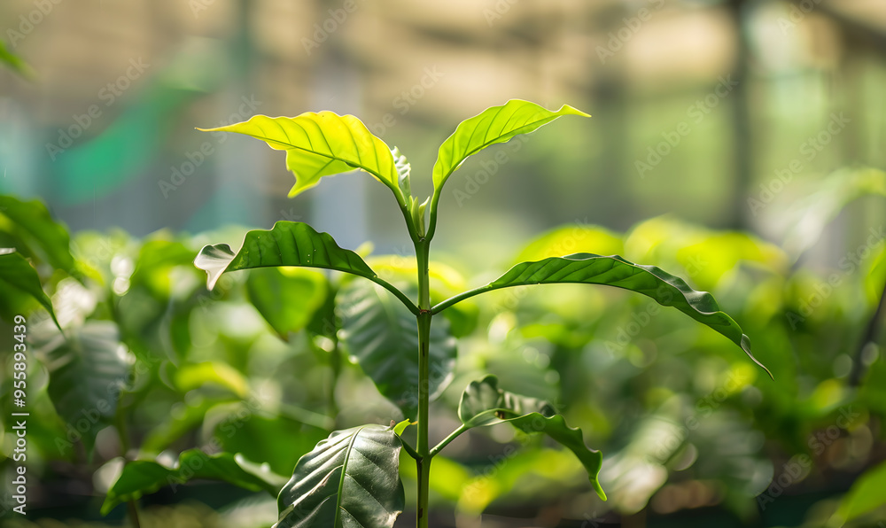 Pictures of coffee and coffee beans, coffee plants Pictures of coffee and coffee beans, coffee plants