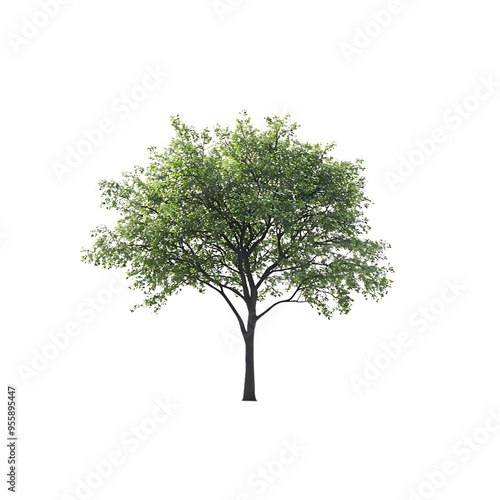 A Lush Green Tree with a Transparent Background, Perfect for Design Projects photo