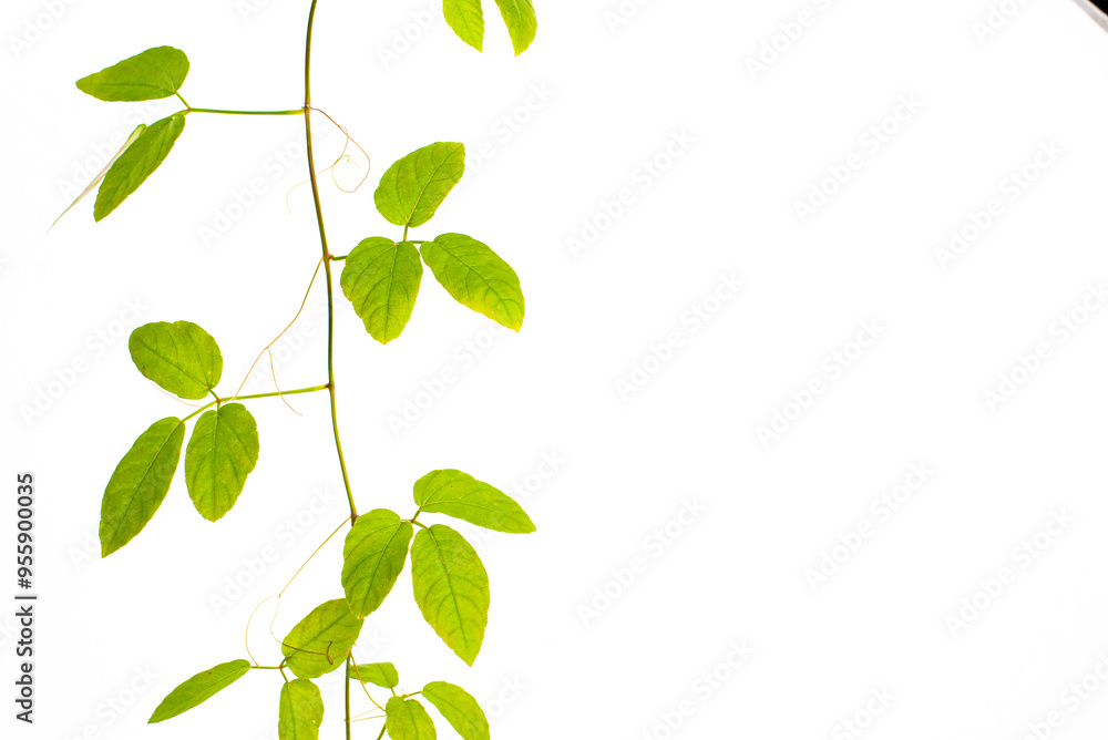 Natural green leaves frame on white background,Tree Leaf On White Background,Tree Leaf Frame On White Background Natural green leaves frame on white background,Tree Leaf On White Background,Tree Leaf Frame On White Background