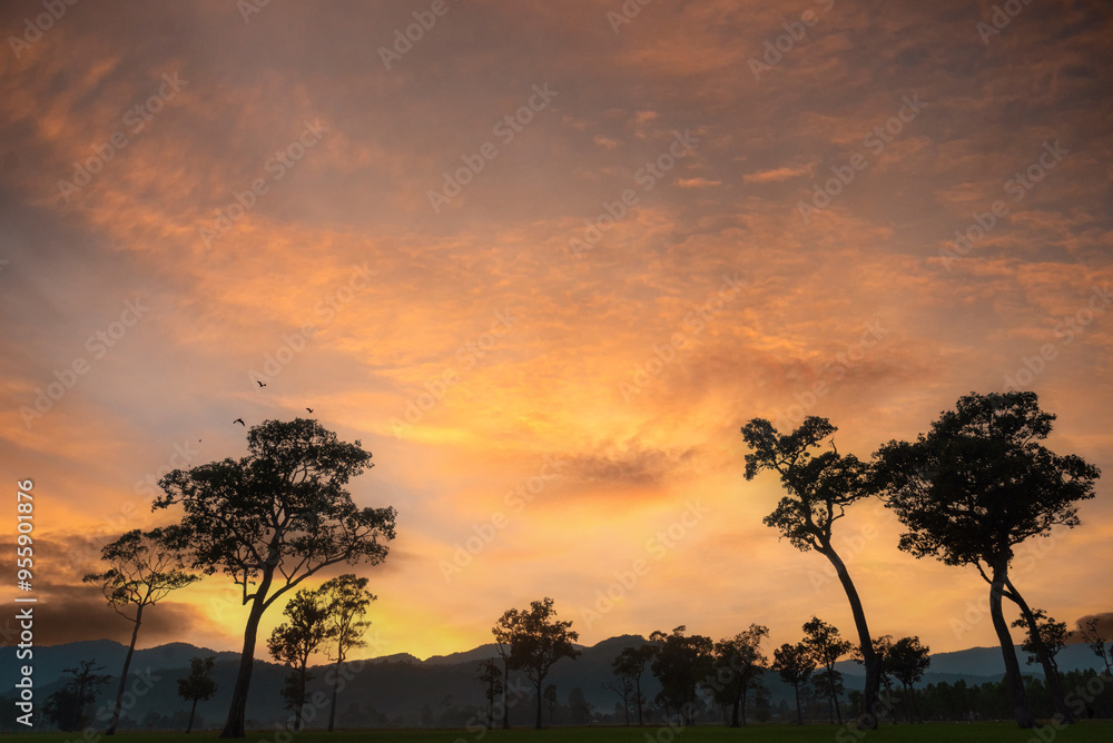 Golden sunshine sky tropical tree fields in sunny morning. Silhouette tree gold dawn mountain in spring season. Sustainable scenic meadow misty fog forest in countryside. Amazing landscape greenery Golden sunshine sky tropical tree fields in sunny morning. Silhouette tree gold dawn mountain in spring season. Sustainable scenic meadow misty fog forest in countryside. Amazing landscape greenery