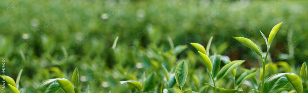 Banner Green tea tree leaves field young tender bud herbal Green tea tree in camellia sinensis organic farm. Panorama Fresh Tree tea leaf plant green nature in herbal farm background with Copy Space Banner Green tea tree leaves field young tender bud herbal Green tea tree in camellia sinensis organic farm. Panorama Fresh Tree tea leaf plant green nature in herbal farm background with Copy Space
