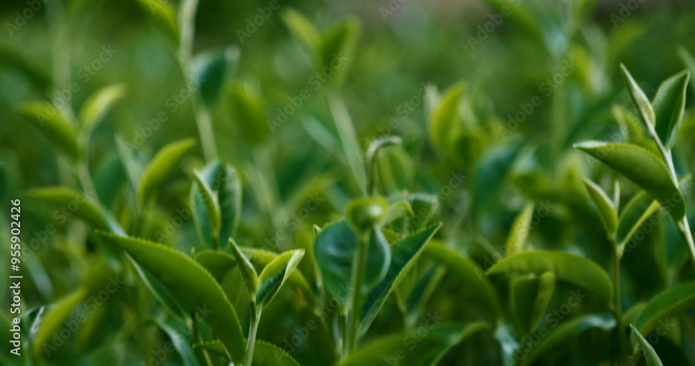 Fresh Green tea tree leaves in eco herbal farm. Tree tea plantations in morning sun light. Freshness herbal green natural garden farmland. Drinking organic relax heath plant. Green tea tree in farm Fresh Green tea tree leaves in eco herbal farm. Tree tea plantations in morning sun light. Freshness herbal green natural garden farmland. Drinking organic relax heath plant. Green tea tree in farm