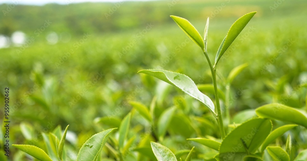 Green tea tree leaves field young tender bud herbal Green tea tree in camellia sinensis organic farm. Close up Fresh Tree tea plantations mountain green nature in herbal farm plant background morning Green tea tree leaves field young tender bud herbal Green tea tree in camellia sinensis organic farm. Close up Fresh Tree tea plantations mountain green nature in herbal farm plant background morning