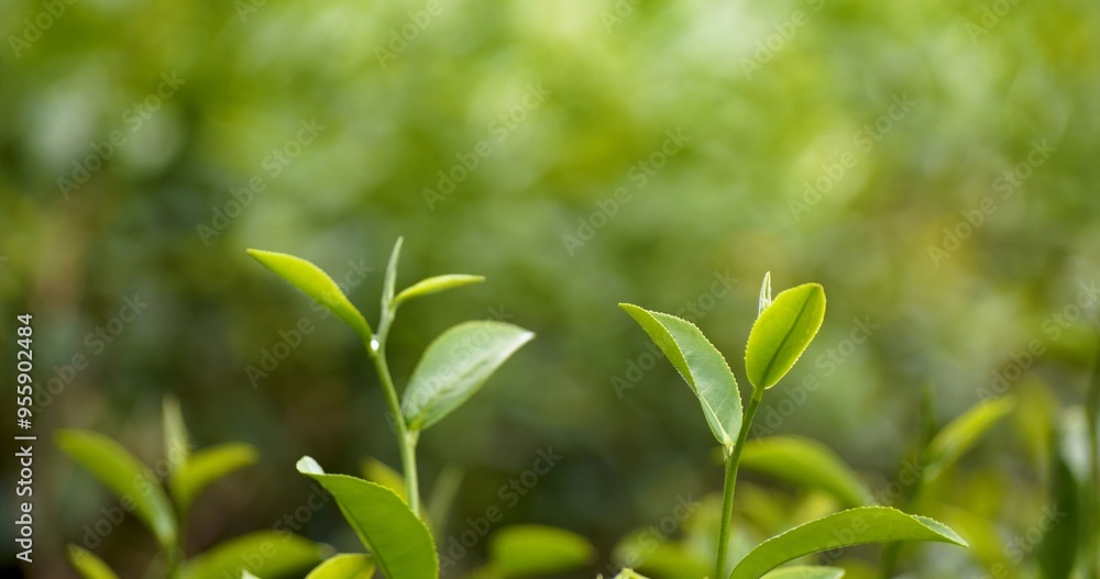 Fototapeta premium Green tea tree leaves field young tender bud herbal Green tea tree in camellia sinensis organic farm. Close up Fresh Tree tea plantations mountain green nature in herbal farm plant background morning