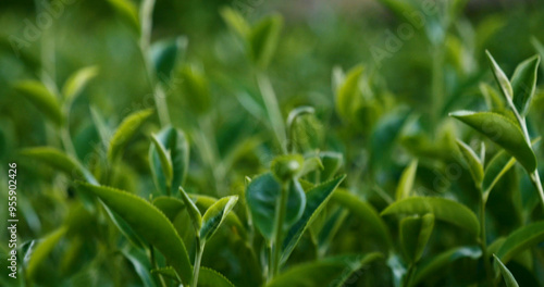 Fresh Green tea tree leaves in eco herbal farm. Tree tea plantations in morning sun light. Freshness herbal green natural garden farmland. Drinking organic relax heath plant. Green tea tree in farm