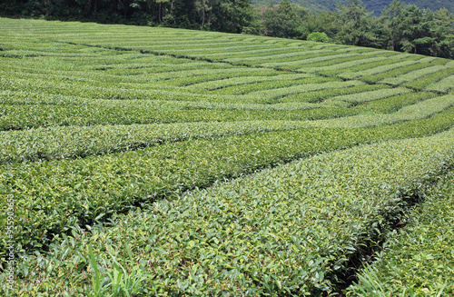 Summer view of leaves of green tea at the field of Gangjin Wolchulsan Tea Garden near Gangjin-gun, South Korea