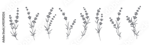Set of lavender flowers elements. Collection of lavender flowers on a white background. Vector illustration bundle.