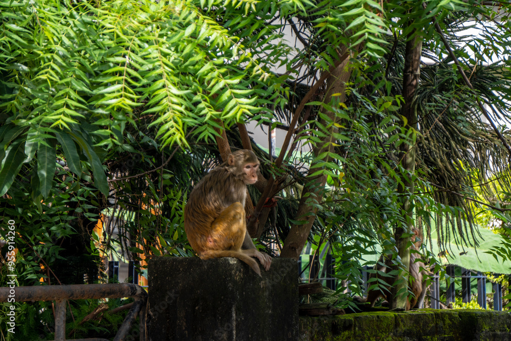 Obraz premium Monkey resting under a neem tree during a hot summer day in an urban area 6