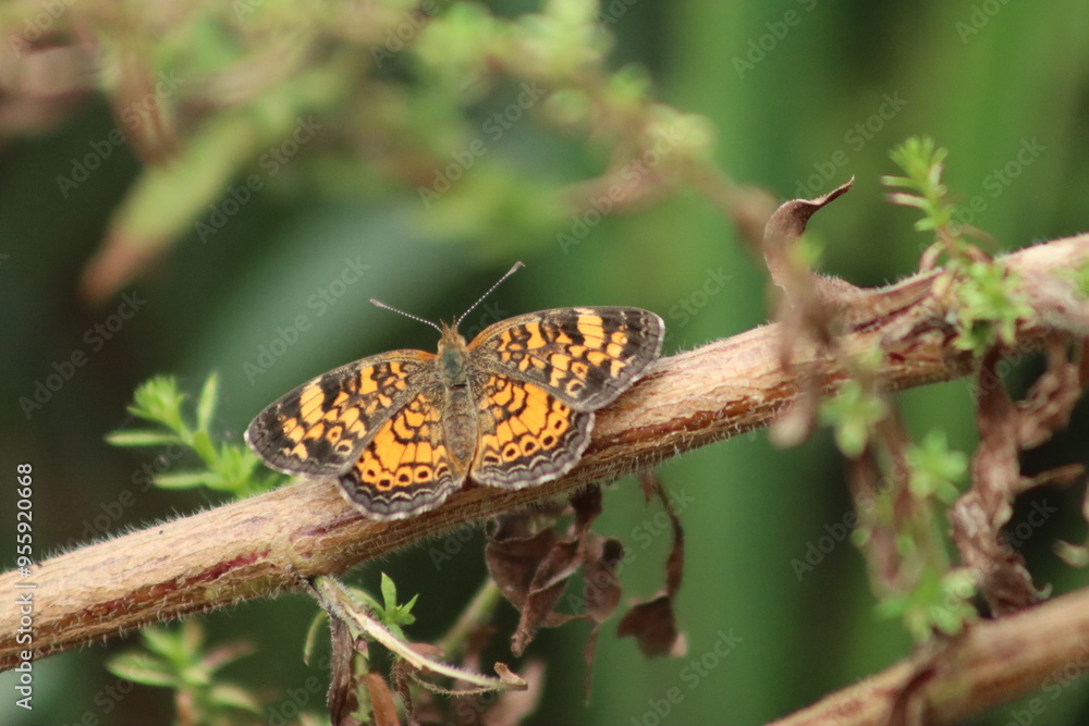 butterfly on a branch