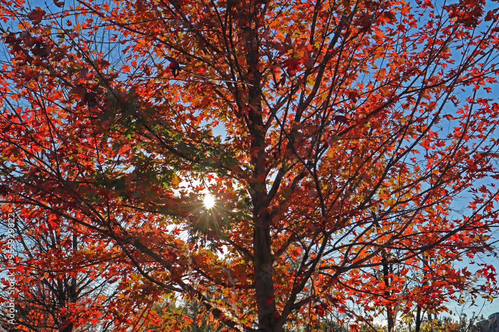 sun shining through autumn colored tree leaves sun shining through autumn colored tree leaves