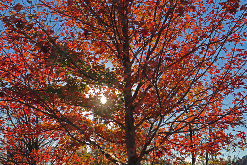 sun shining through autumn colored tree leaves