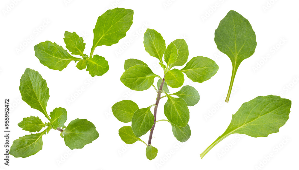Gynura divaricata plant and leaves isolated on white background. Gynura divaricata plant and leaves isolated on white background.