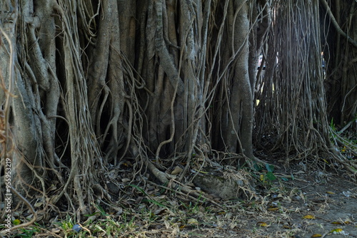 banyan tree in the woods