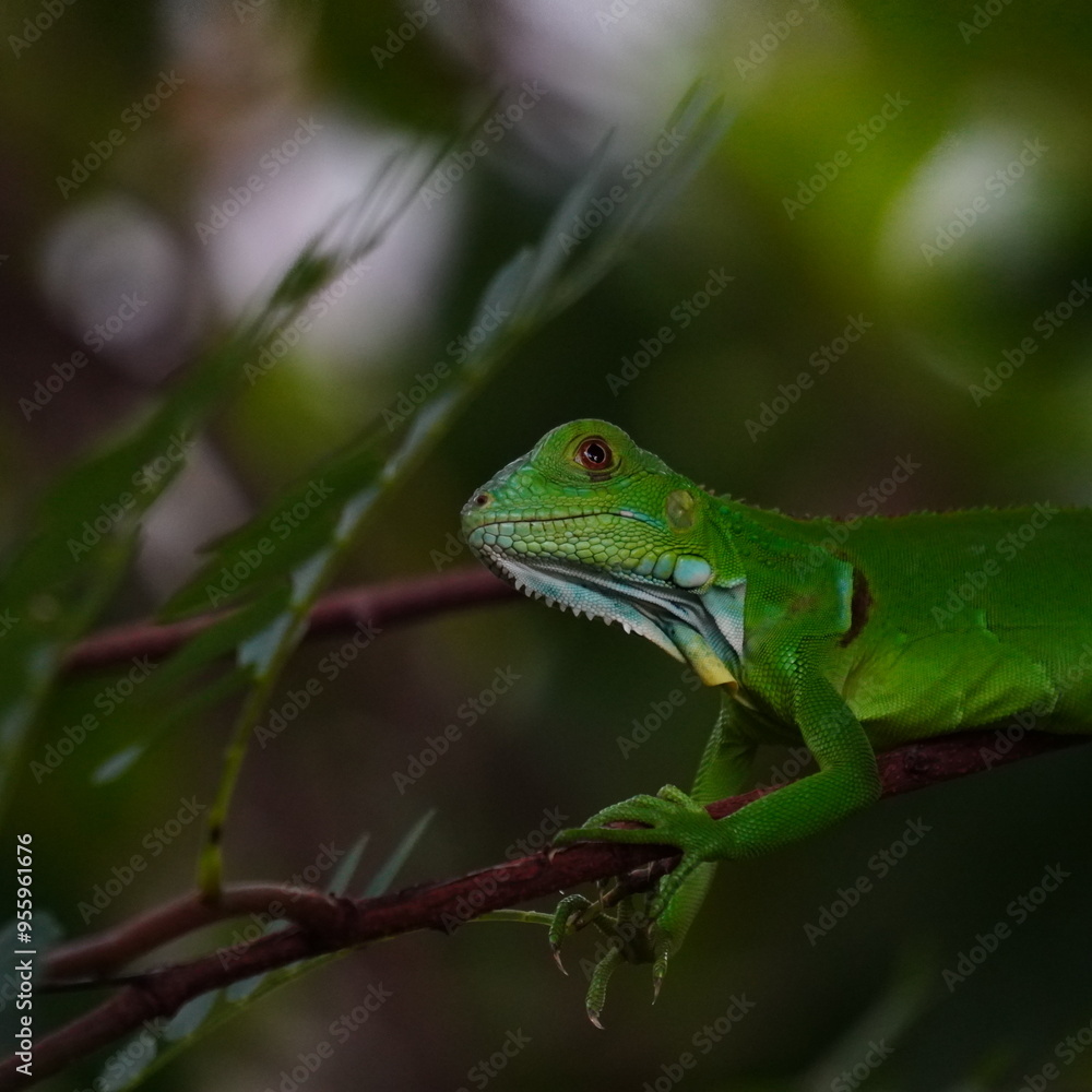 Fototapeta premium Key Largo Iguana Looking 
